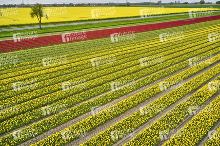 Tulpenfelder in Meine