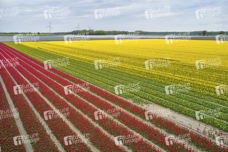 Tulpenfelder in Meine