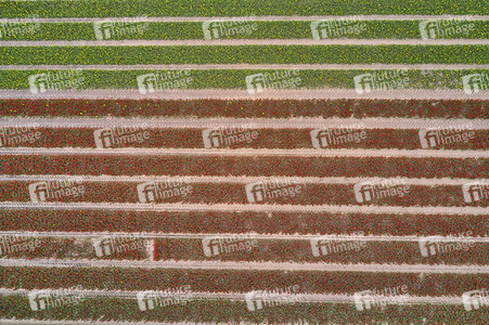 Tulpenfelder in Meine