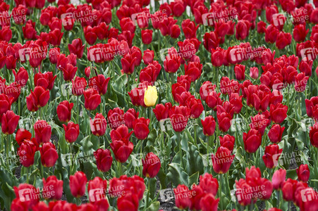 Tulpenfelder in Meine