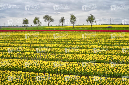 Tulpenfelder in Meine