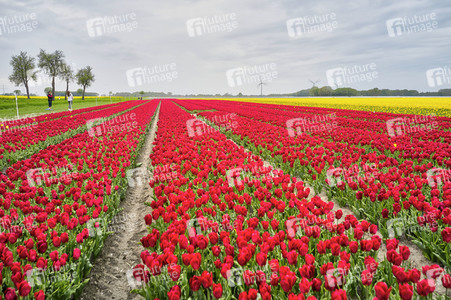 Tulpenfelder in Meine