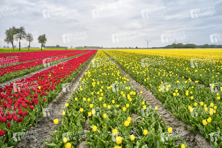 Tulpenfelder in Meine