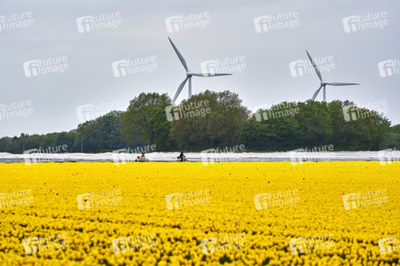 Tulpenfelder in Meine