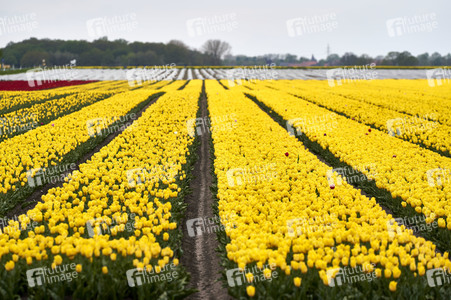 Tulpenfelder in Meine