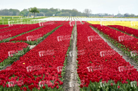 Tulpenfelder in Meine