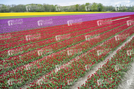 Tulpenfelder in Meine