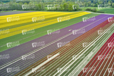 Tulpenfelder in Meine