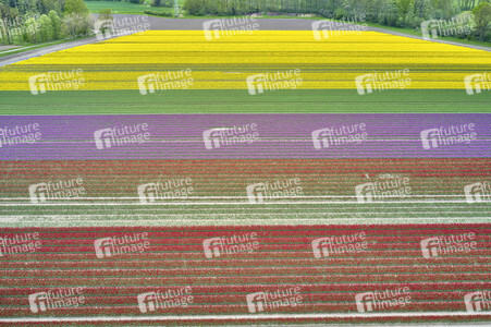 Tulpenfelder in Meine