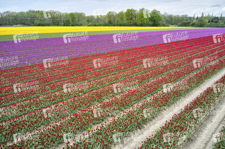 Tulpenfelder in Meine