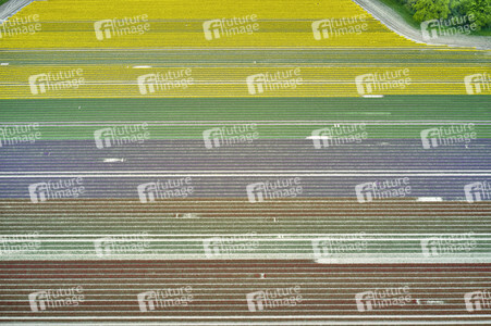 Tulpenfelder in Meine