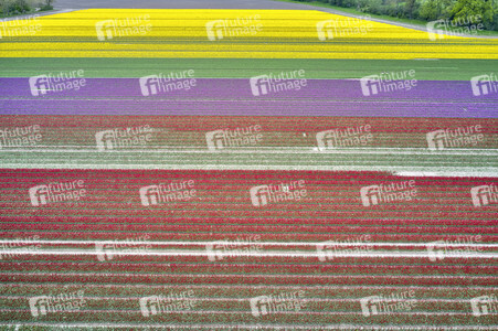 Tulpenfelder in Meine