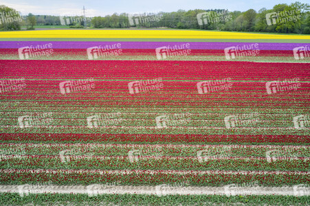 Tulpenfelder in Meine