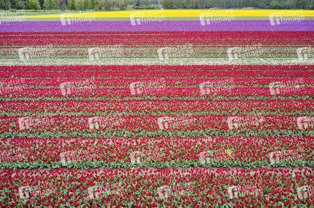 Tulpenfelder in Meine