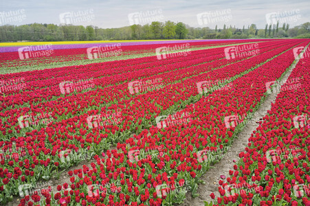 Tulpenfelder in Meine