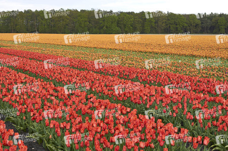 Tulpenfelder in Meine