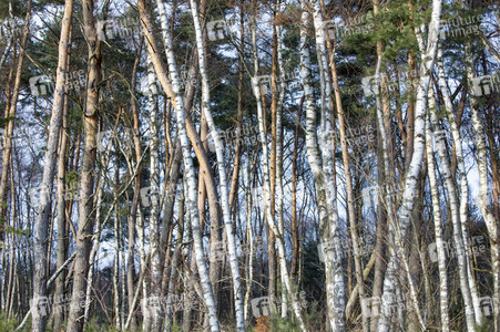 Symbolfoto Holzknappheit