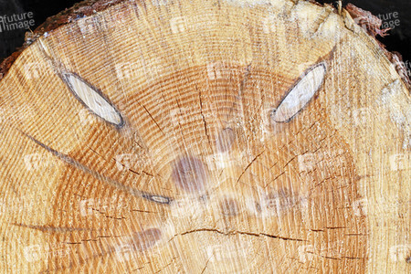 Symbolfoto Holzknappheit