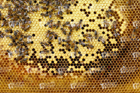 Symbolfoto Bienen