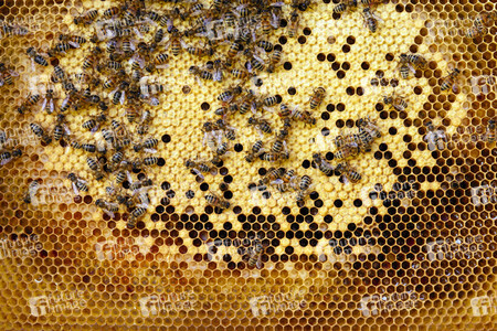 Symbolfoto Bienen
