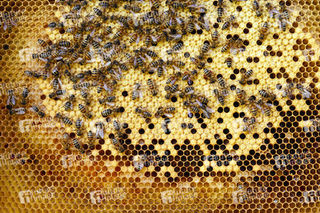 Symbolfoto Bienen