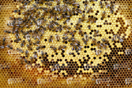 Symbolfoto Bienen