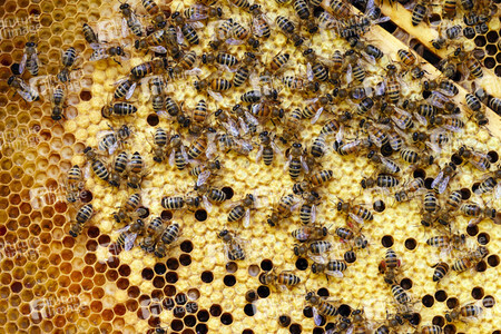 Symbolfoto Bienen