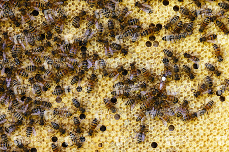 Symbolfoto Bienen
