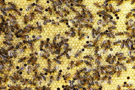 Symbolfoto Bienen