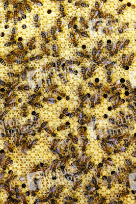 Symbolfoto Bienen
