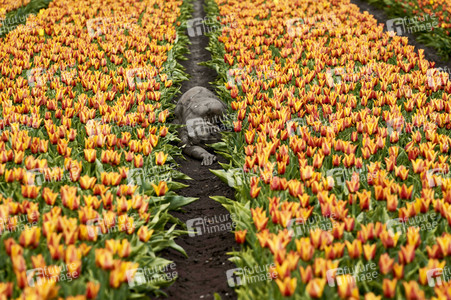 NATURE ART: Tulpenfeld / Tulip Field Bodypainting