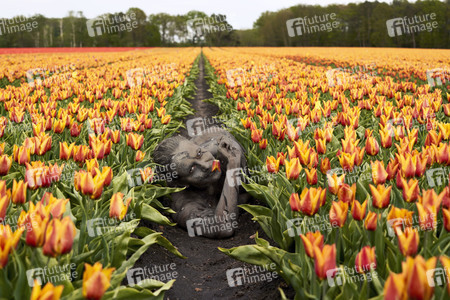 NATURE ART: Tulpenfeld / Tulip Field Bodypainting