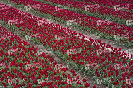 NATURE ART: Tulpenfeld / Tulip Field Bodypainting