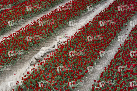 NATURE ART: Tulpenfeld / Tulip Field Bodypainting