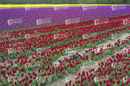 NATURE ART: Tulpenfeld / Tulip Field Bodypainting