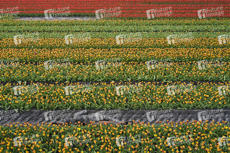 NATURE ART: Tulpenfeld / Tulip Field Bodypainting