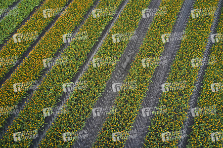 NATURE ART: Tulpenfeld / Tulip Field Bodypainting