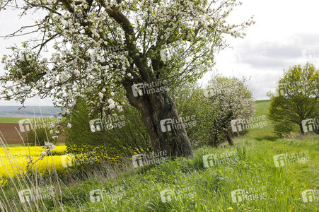 NATURE ART: Apfelbaum / Apple Tree Bodypainting