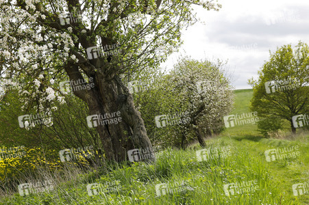NATURE ART: Apfelbaum / Apple Tree Bodypainting