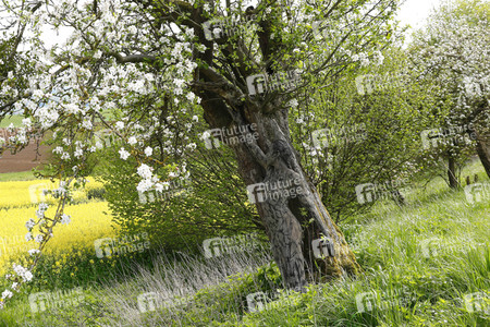 NATURE ART: Apfelbaum / Apple Tree Bodypainting