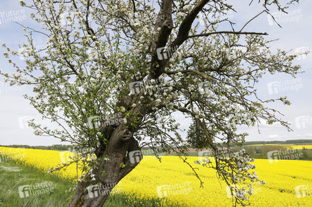 NATURE ART: Apfelbaum / Apple Tree Bodypainting
