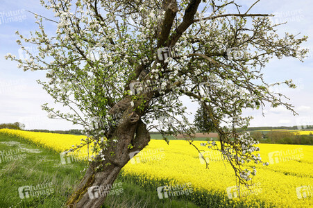 NATURE ART: Apfelbaum / Apple Tree Bodypainting