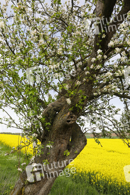 NATURE ART: Apfelbaum / Apple Tree Bodypainting
