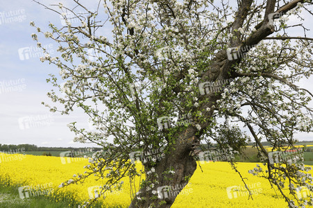 NATURE ART: Apfelbaum / Apple Tree Bodypainting