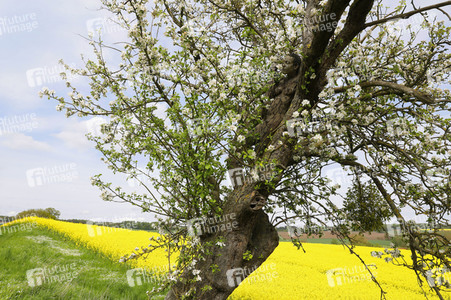 NATURE ART: Apfelbaum / Apple Tree Bodypainting