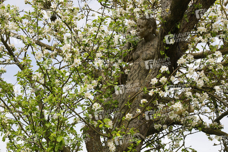 NATURE ART: Apfelbaum / Apple Tree Bodypainting