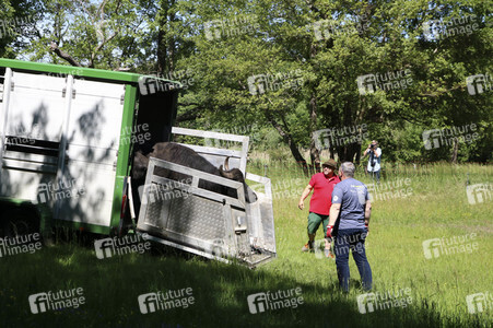 Ankunft der Wasserbüffel auf der Pfaueninsel in Berlin