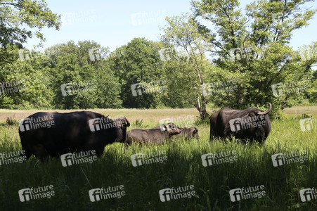 Ankunft der Wasserbüffel auf der Pfaueninsel in Berlin