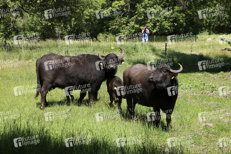 Ankunft der Wasserbüffel auf der Pfaueninsel in Berlin