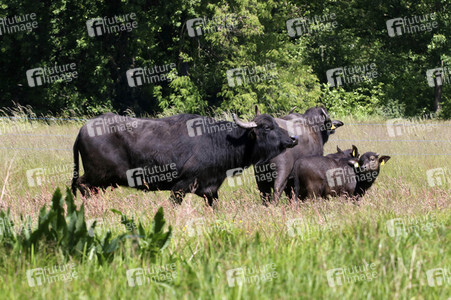 Ankunft der Wasserbüffel auf der Pfaueninsel in Berlin